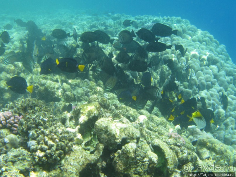 Подводный мир Марса-Алам