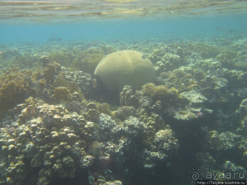 Подводный мир Марса-Алам