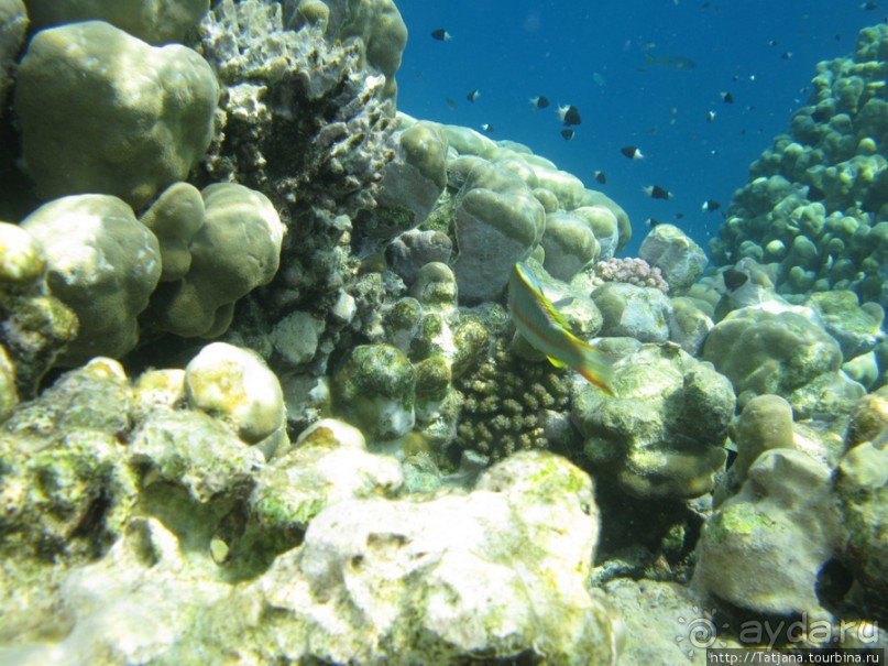 Подводный мир Марса-Алам