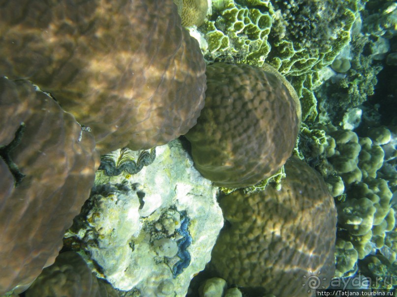 Подводный мир Марса-Алам