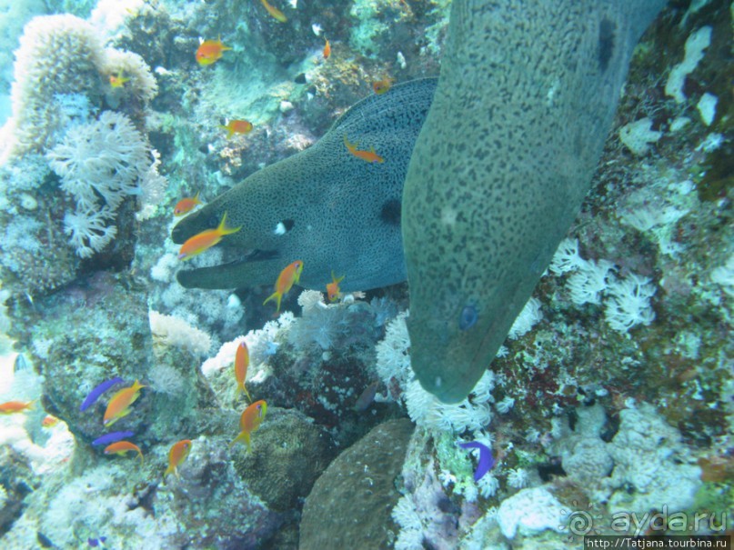 Подводный мир Марса-Алам