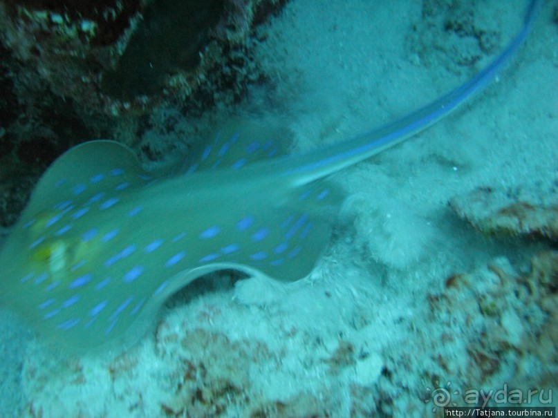 Подводный мир Марса-Алам