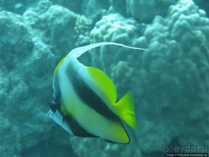 Подводный мир Марса-Алам