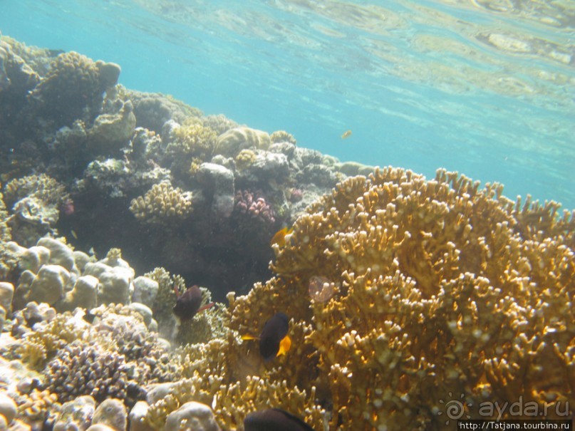 Подводный мир Марса-Алам