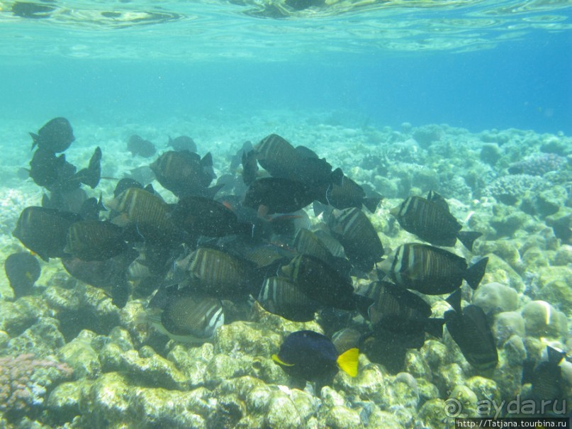 Подводный мир Марса-Алам