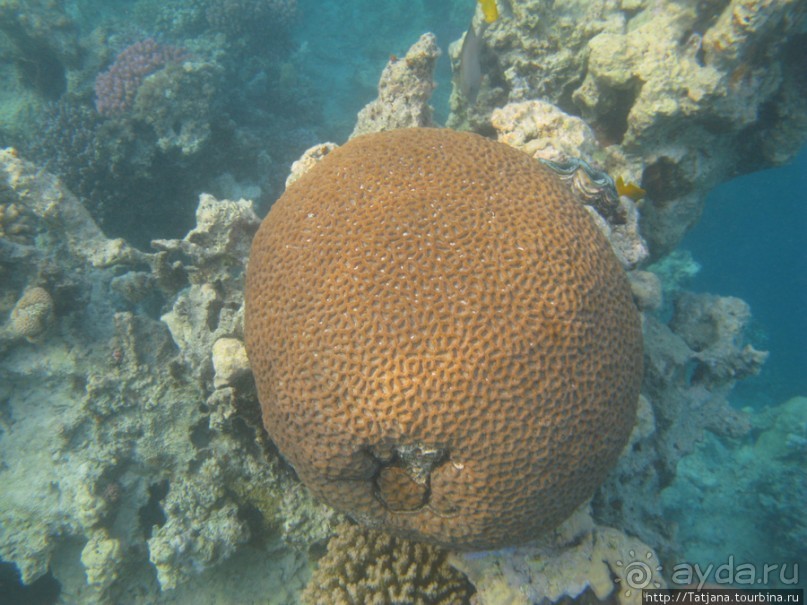 Подводный мир Марса-Алам