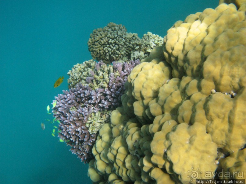 Подводный мир Марса-Алам