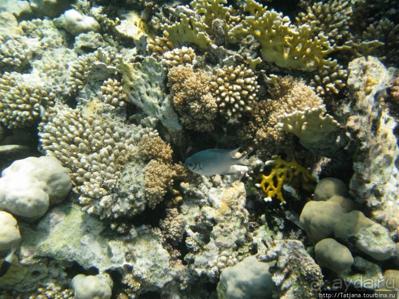 Подводный мир Марса-Алам