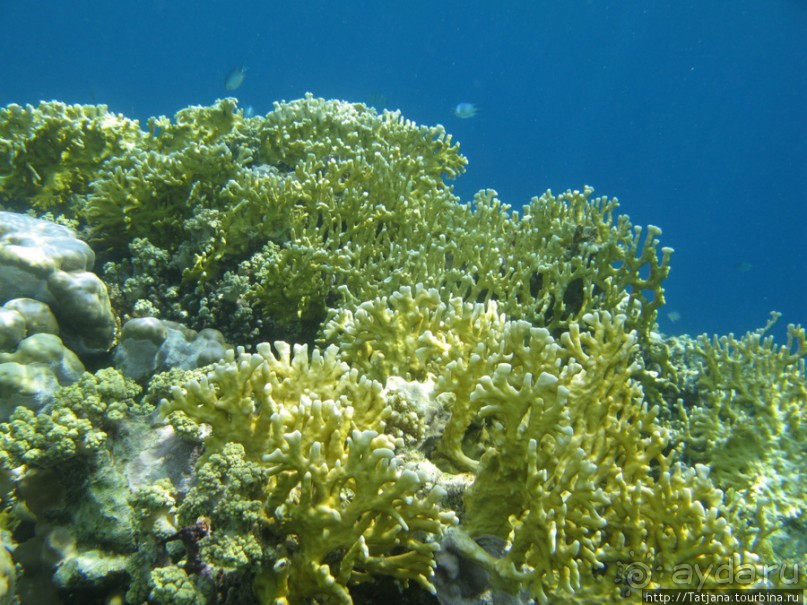 Подводный мир Марса-Алам