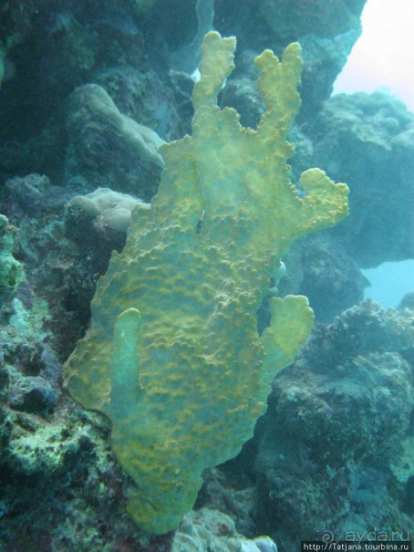 Подводный мир Марса-Алам