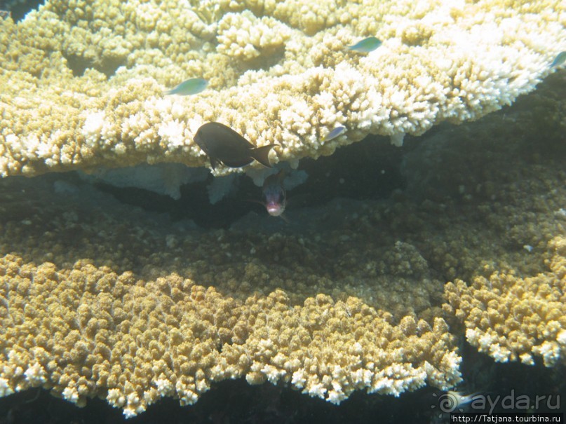 Подводный мир Марса-Алам