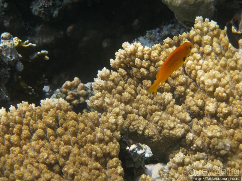 Подводный мир Марса-Алам