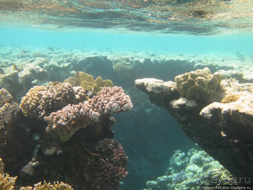 Подводный мир Марса-Алам