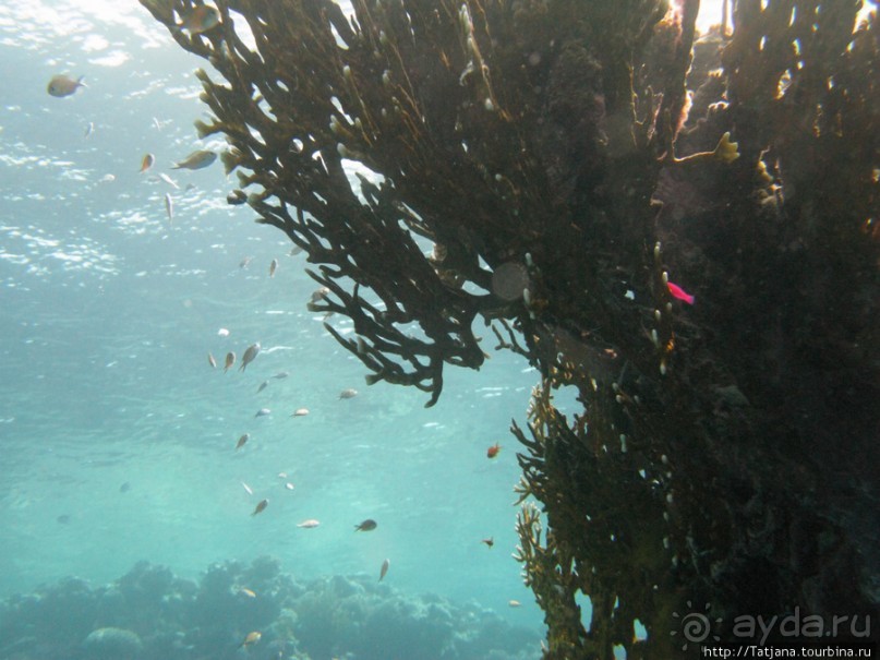 Подводный мир Марса-Алам