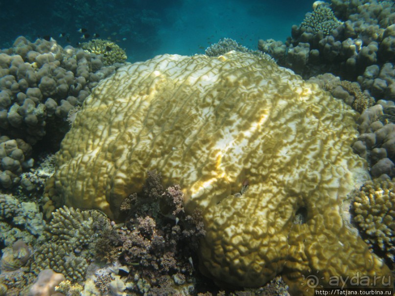 Подводный мир Марса-Алам