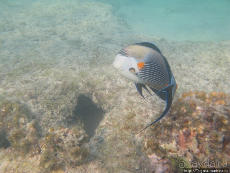 Подводный мир Марса-Алам