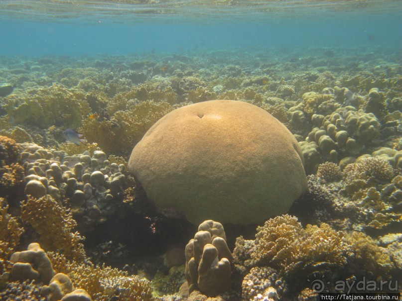 Подводный мир Марса-Алам