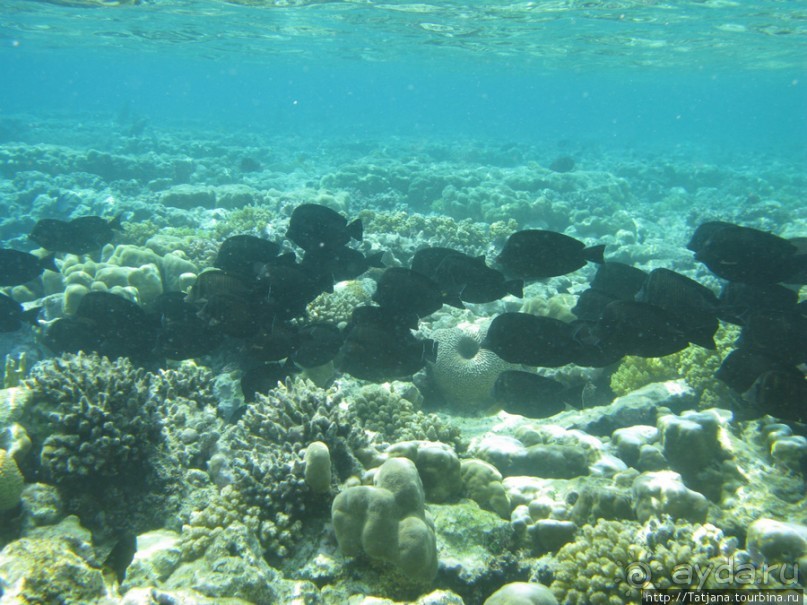 Подводный мир Марса-Алам