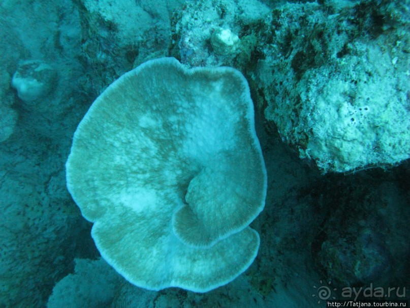 Подводный мир Марса-Алам