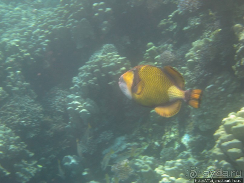 Подводный мир Марса-Алам