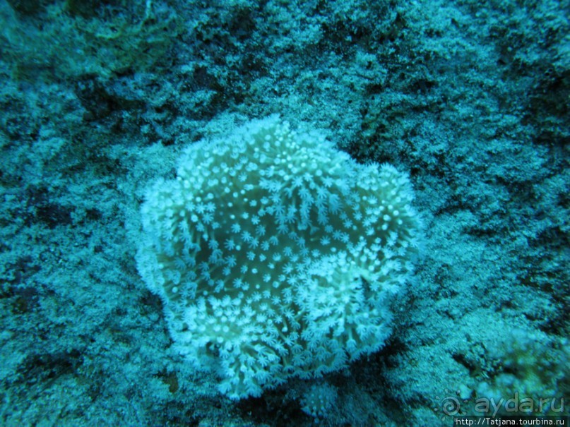 Подводный мир Марса-Алам