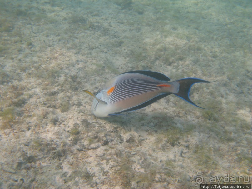 Подводный мир Марса-Алам