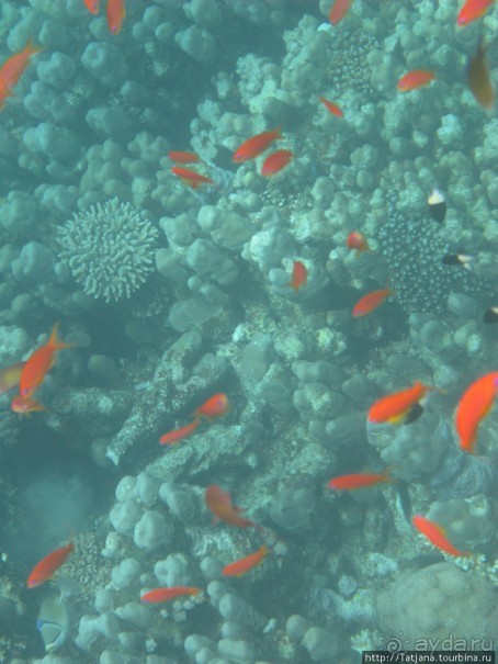 Подводный мир Марса-Алам