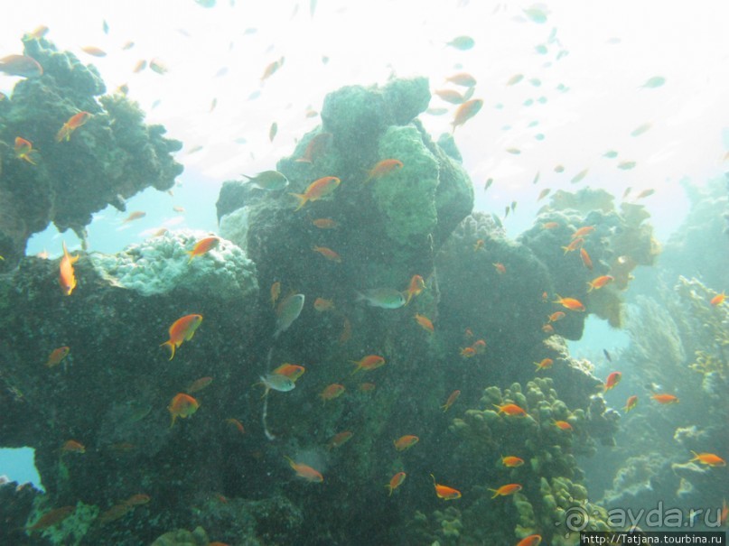 Подводный мир Марса-Алам