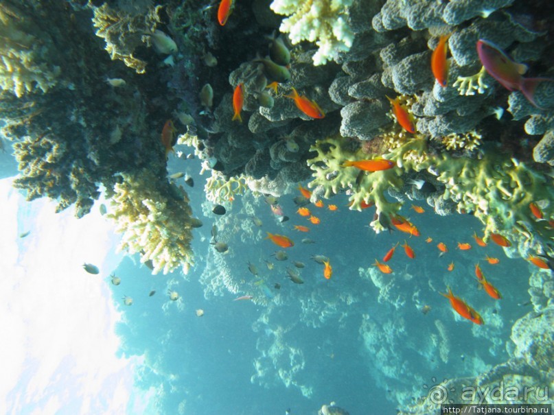 Подводный мир Марса-Алам