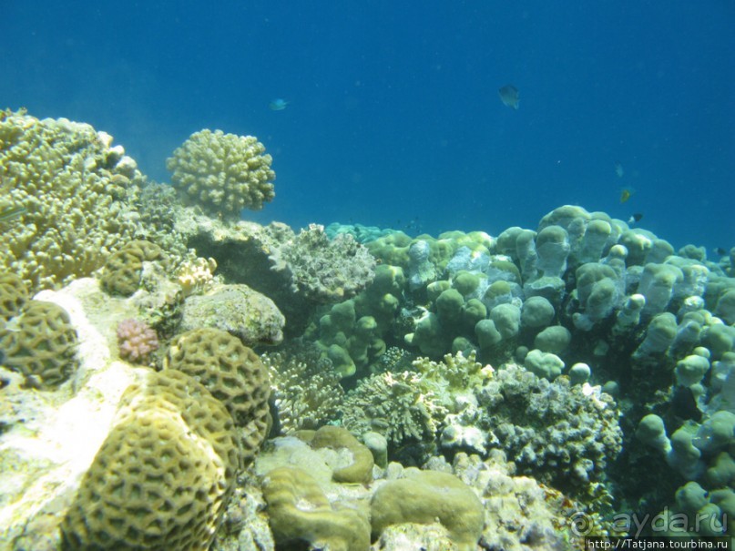 Подводный мир Марса-Алам