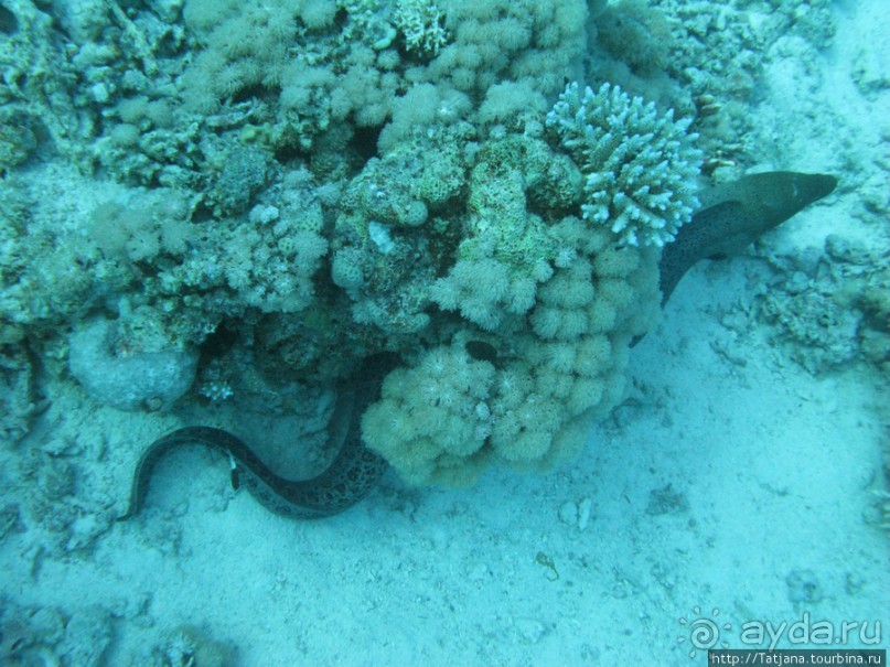 Подводный мир Марса-Алам