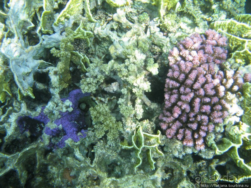 Подводный мир Марса-Алам