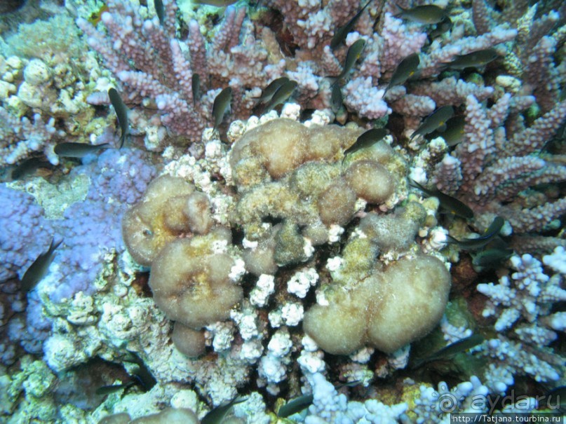 Подводный мир Марса-Алам