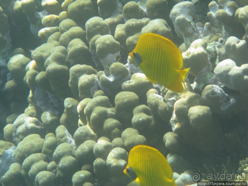 Подводный мир Марса-Алам