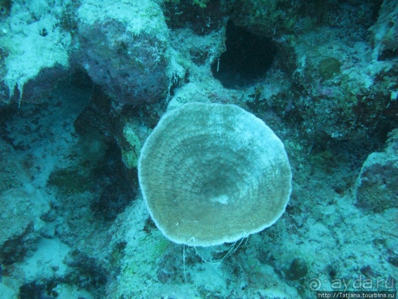 Подводный мир Марса-Алам