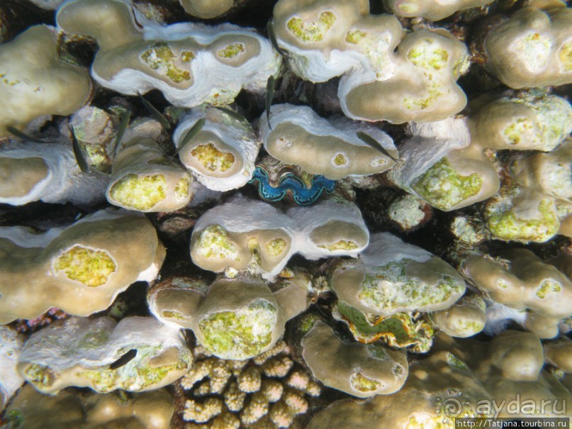 Подводный мир Марса-Алам