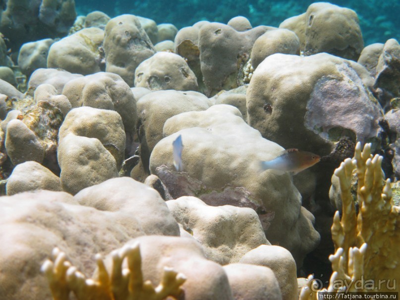 Подводный мир Марса-Алам