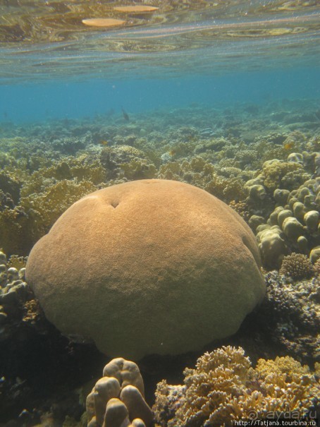 Подводный мир Марса-Алам