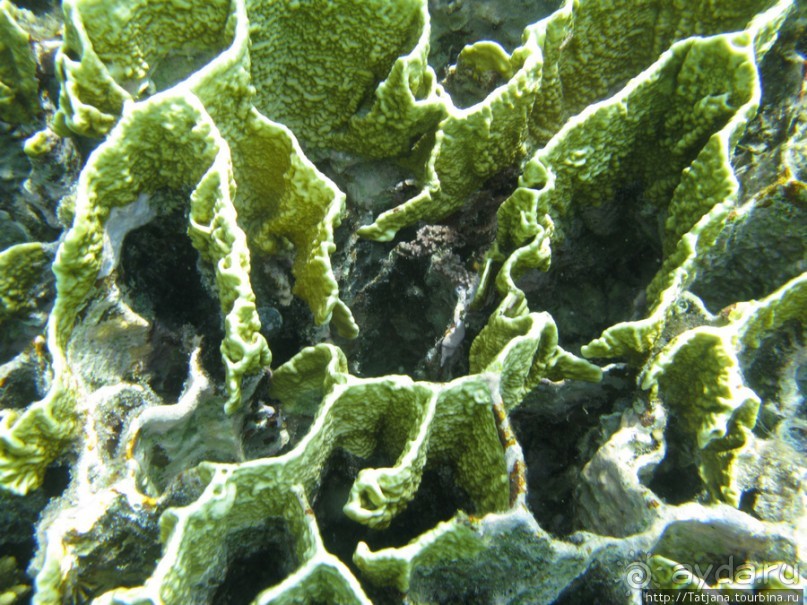 Подводный мир Марса-Алам