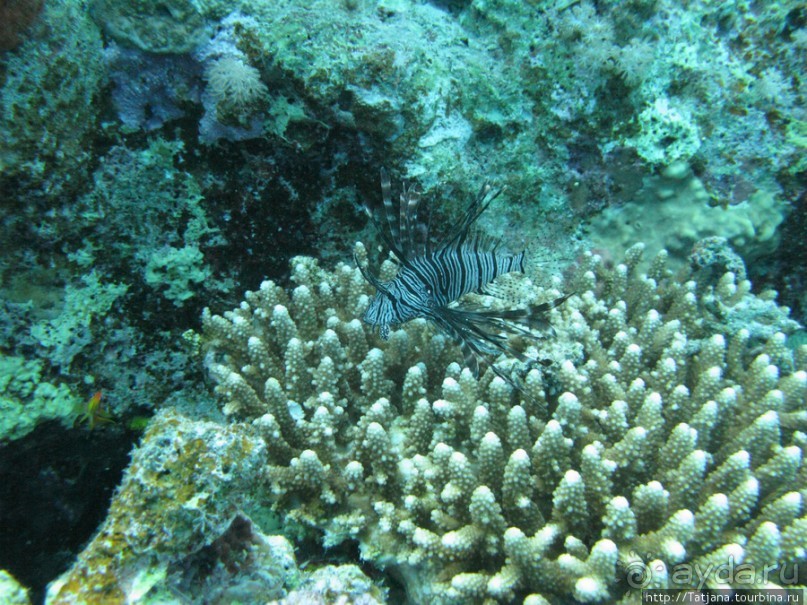 Подводный мир Марса-Алам