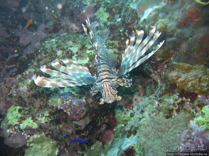 Подводный мир Марса-Алам