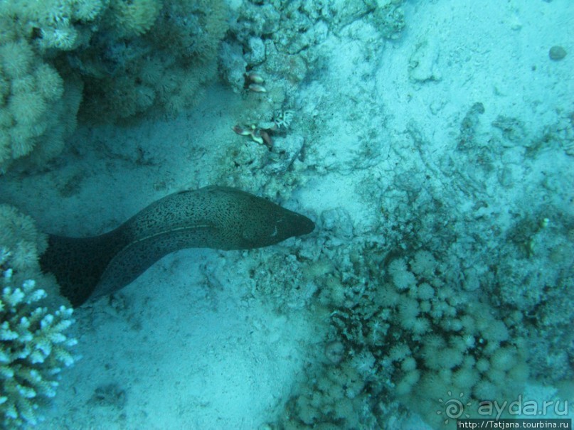 Подводный мир Марса-Алам