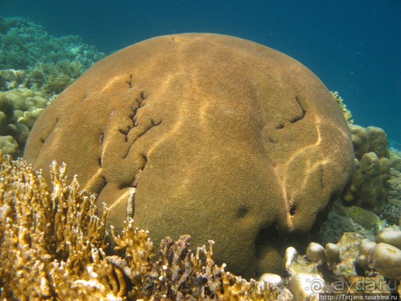 Подводный мир Марса-Алам