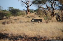 Африка — это прелесть