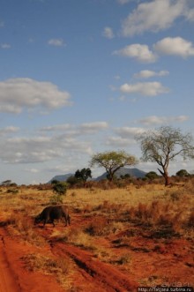 Африка — это прелесть