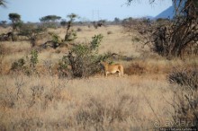 Африка — это прелесть