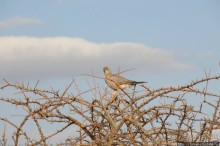 Африка — это прелесть