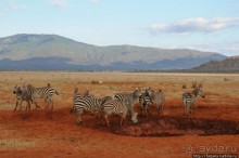 Африка — это прелесть