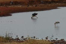 Африка — это прелесть