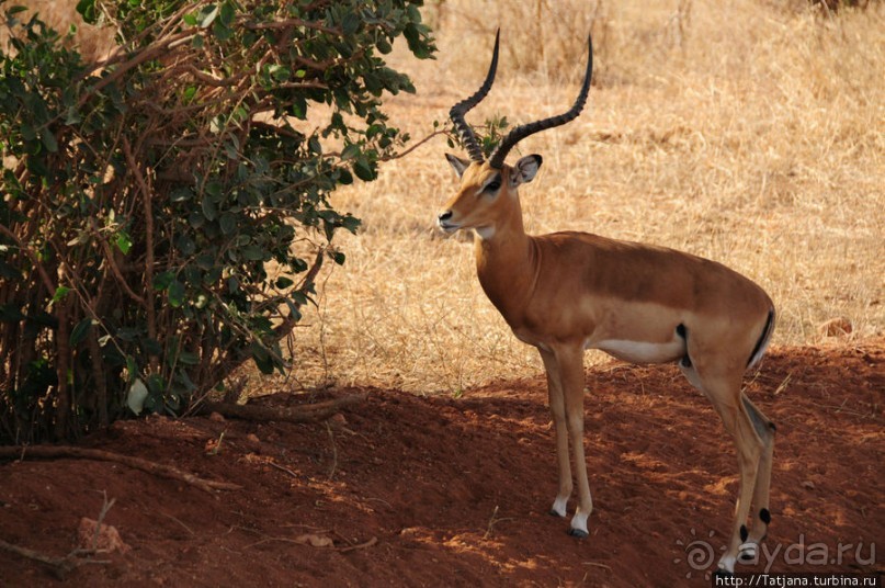 Африка — это прелесть